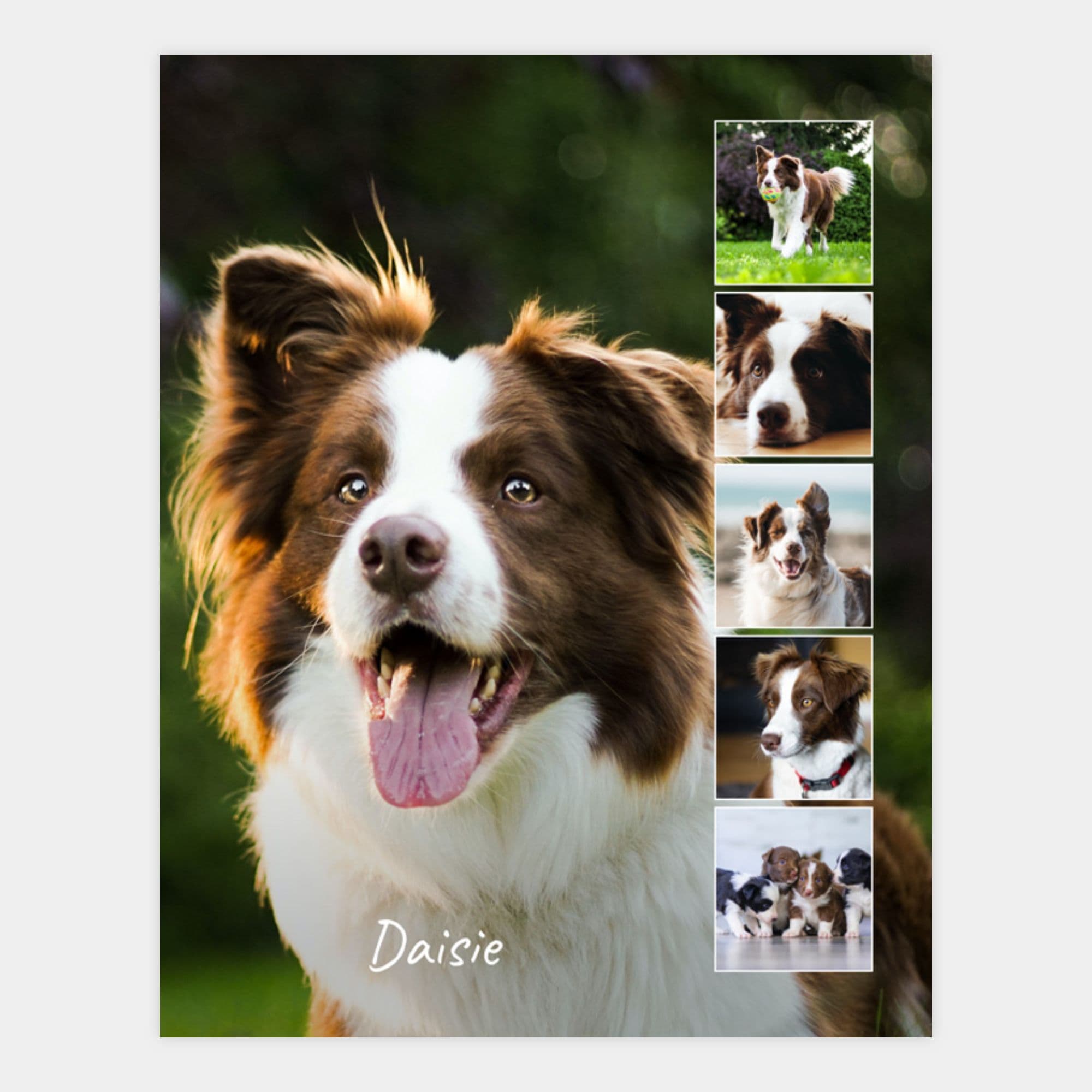 image of a photo collage with 6 images